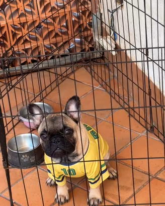 Bulldog francese