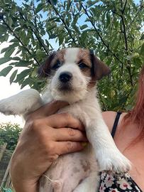 Jack Russell broken