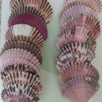 Gusci conchiglie grandi/xl x acquari/bricolage