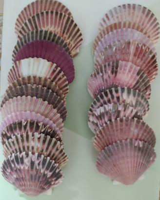 Gusci conchiglie grandi/xl x acquari/bricolage