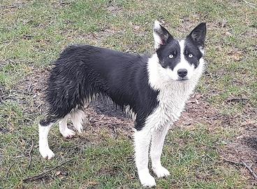 Cucciolona Border collie linea da lavoro