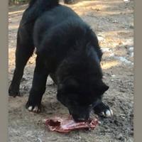 Akita americano maschio