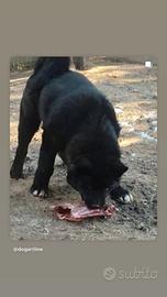 Akita americano maschio