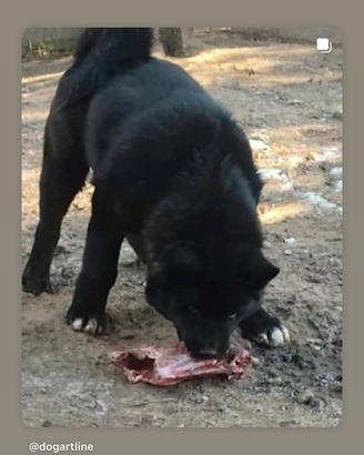 Akita americano maschio