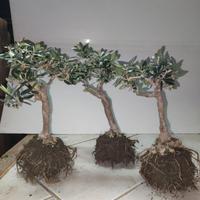 3 Ulivi prebonsai