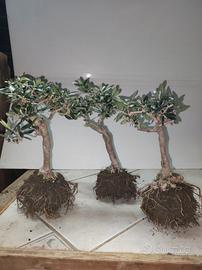 3 Ulivi prebonsai