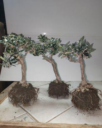 3 Ulivi prebonsai