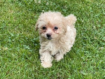 Cuccioli di Maltipoo