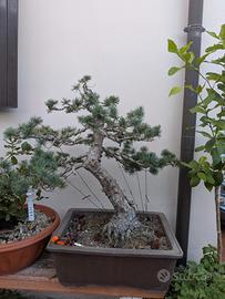 Pinus Pentaphilla