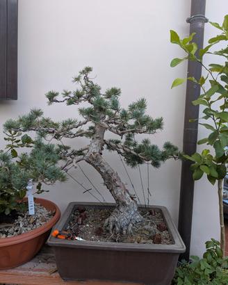 Pinus Pentaphilla