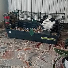 Coniglio nano