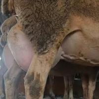 Pecore lacaune latte