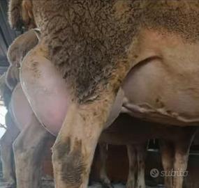 Pecore lacaune latte