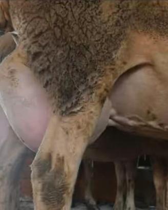 Pecore lacaune latte