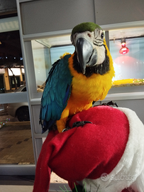 Ara arauna allevata a mano