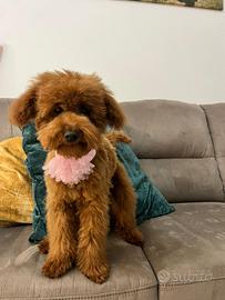 Barboncino toy femmina red