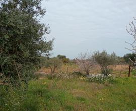 Vendita terreno agricolo