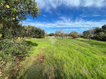 TER. AGRICOLO A SAN VITO DEI NORMANNI