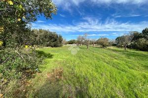 TER. AGRICOLO A SAN VITO DEI NORMANNI