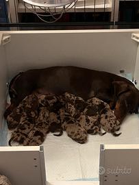 Cuccioli bassotto nano