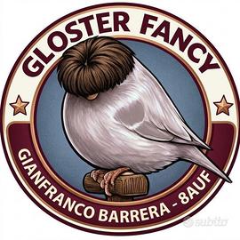 Canarini Gloster e Norwich