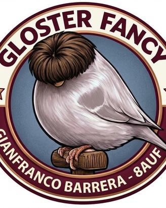 Canarini Gloster e Norwich