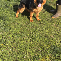 Cucciola di Pastore Tedesco