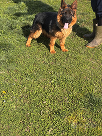 Cucciola di Pastore Tedesco