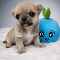 Chihuahua cuccioli
