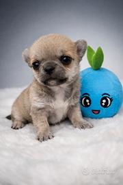 Chihuahua cuccioli
