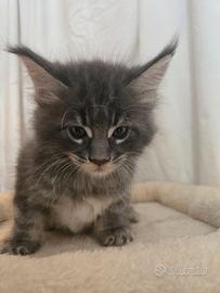 Favolosi Maine coon