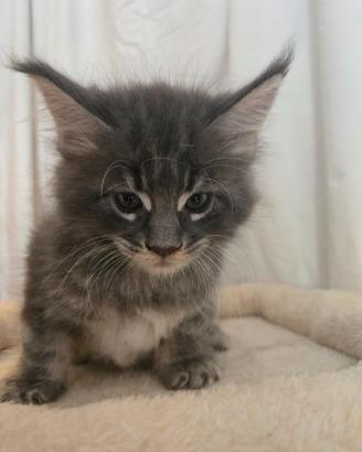 Favolosi Maine coon