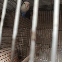 Uccellini di varie specie