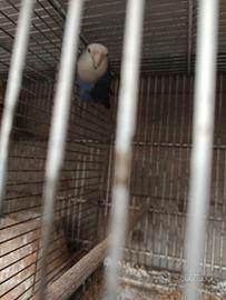 Uccellini di varie specie