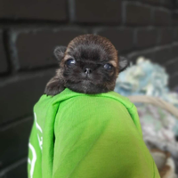 Shih-Tzu MAX 2/3kg