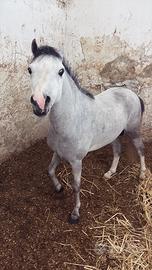Pony