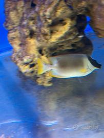 Acquario pesci marino
