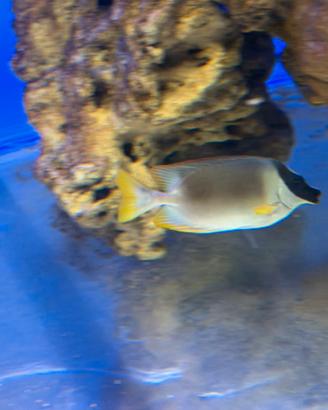 Acquario pesci marino