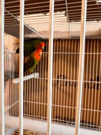 Pappagalli inseparabili