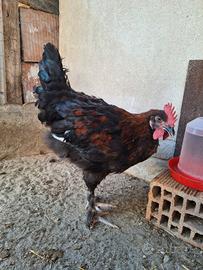 Gallo Marans
