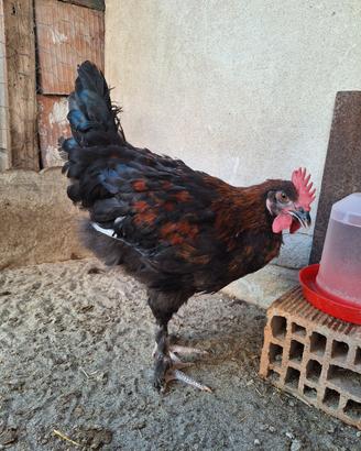 Gallo Marans