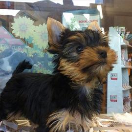 Cuccioli di Yorkshire terrier