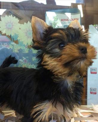 Cuccioli di Yorkshire terrier