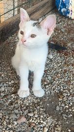 Gattina