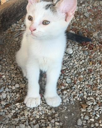 Gattina
