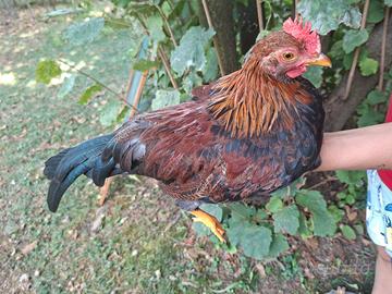 Pulcinotto/Gallo Mericanell Gallina