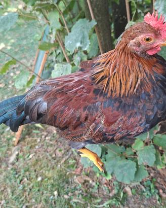Pulcinotto/Gallo Mericanell Gallina