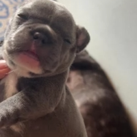 Bulldog francese