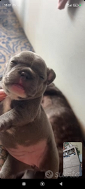 Bulldog francese