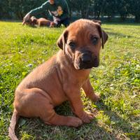 Cuccioli di Rhodesian Ridgeback